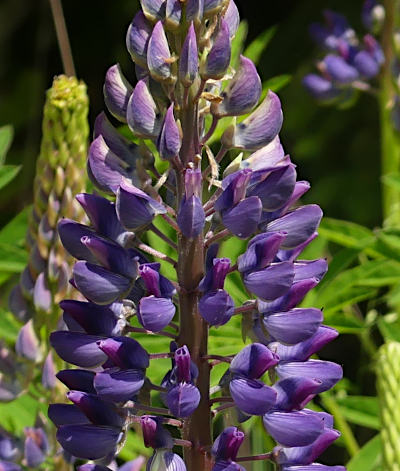 lupinus polyphyllus