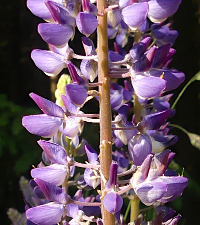 lupinus polyphyllus