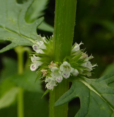 lycopus europaeus