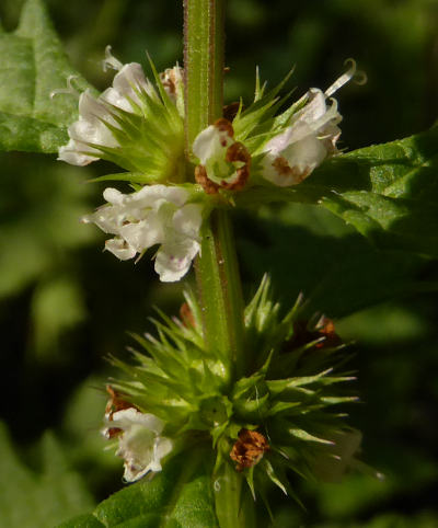 lycopus europaeus