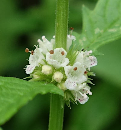 lycopus europaeus