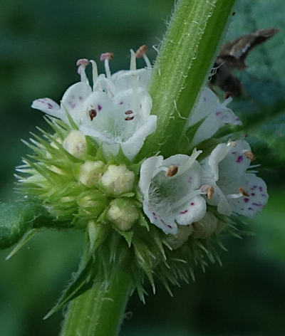 lycopus europaeus