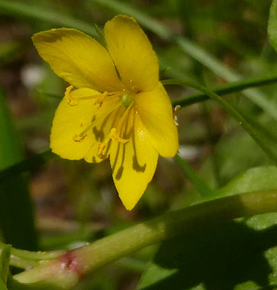 lysimachia nemorum