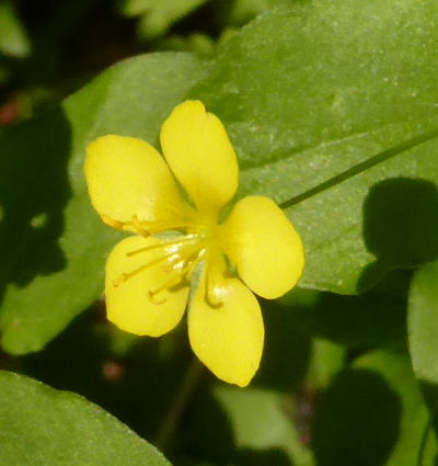 lysimachia nemorum