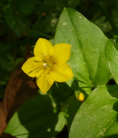 lysimachia nemorum