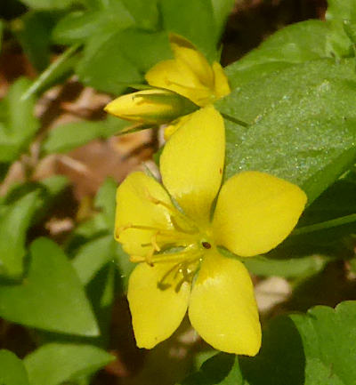 lysimachia nemorum