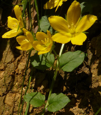 lysimachia nummularia