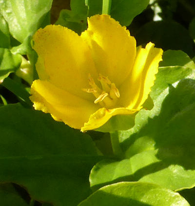 lysimachia nummularia