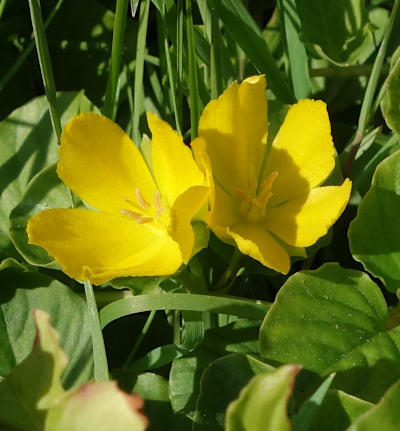 lysimachia nummularia