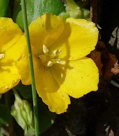 lysimachia nummularia