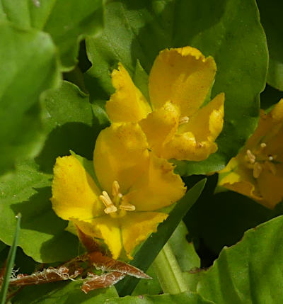 lysimachia nummularia