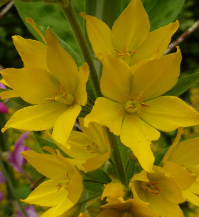 lysimachia punctata