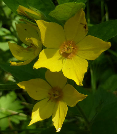 lysimachia punctata