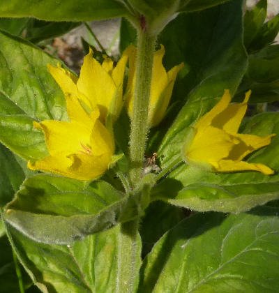 lysimachia punctata