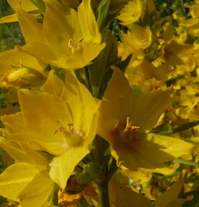 lysimachia punctata