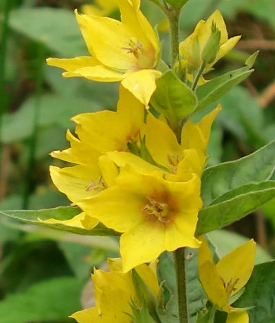 lysimachia punctata