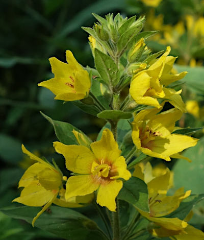 lysimachia punctata