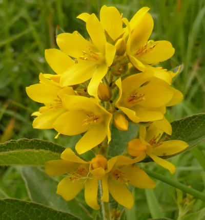 lysimachia vulgaris