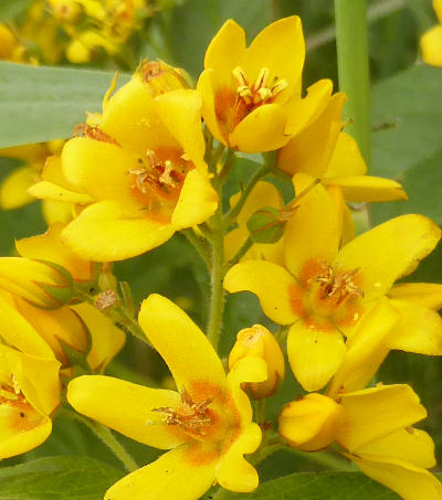 lysimachia vulgaris