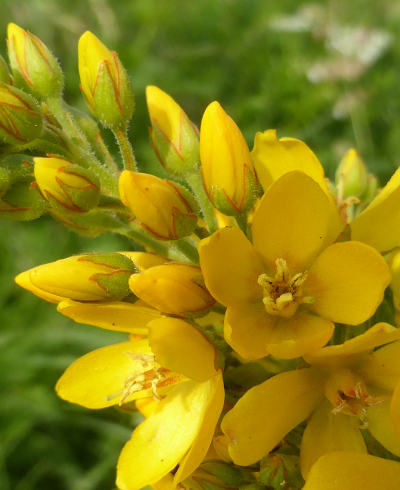 lysimachia vulgaris