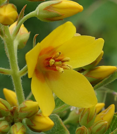 lysimachia vulgaris