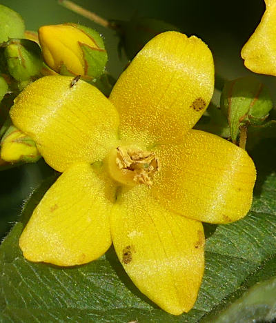 lysimachia vulgaris