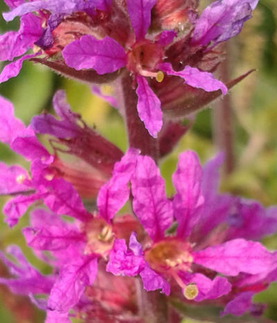 lythrum salicaria