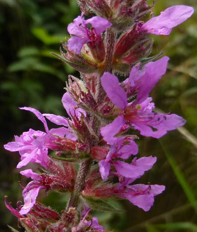 lythrum salicaria