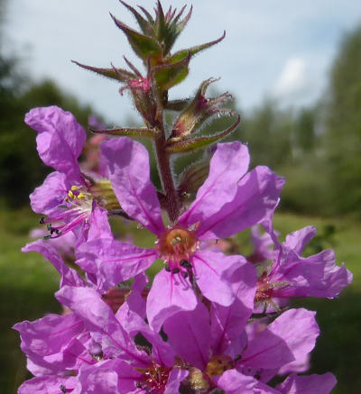 lythrum salicaria