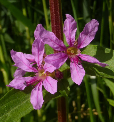 lythrum salicaria