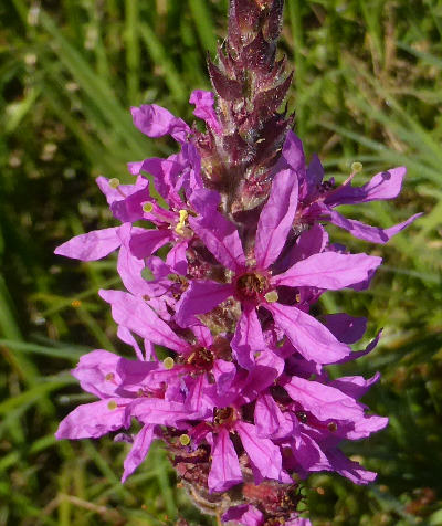 lythrum salicaria