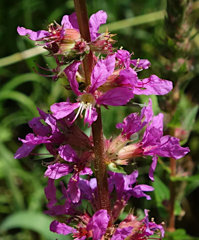 lythrum salicaria