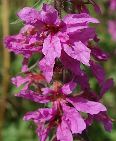 lythrum salicaria