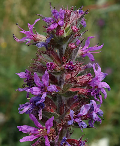 lythrum salicaria