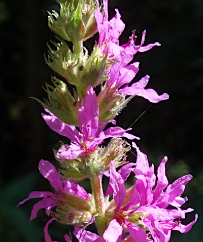 lythrum salicaria