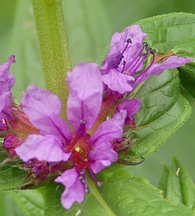 lythrum salicaria