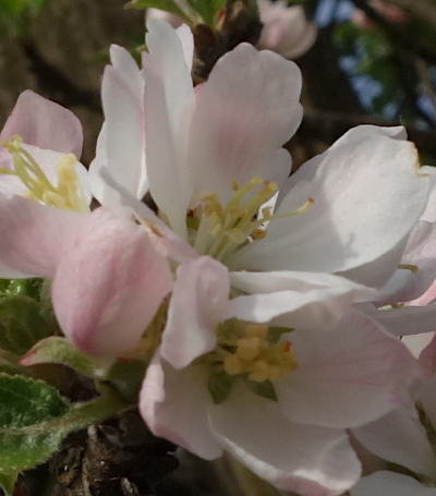 malus domestica