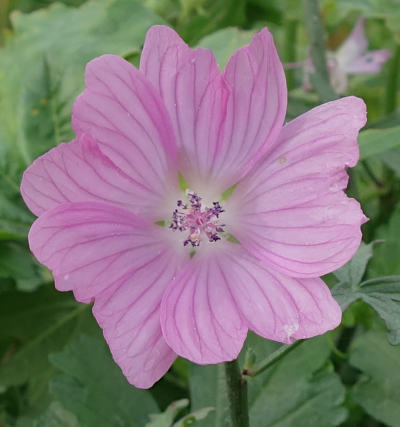 malva alcea