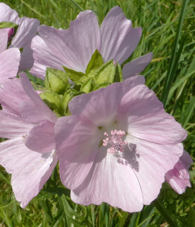 malva moschata