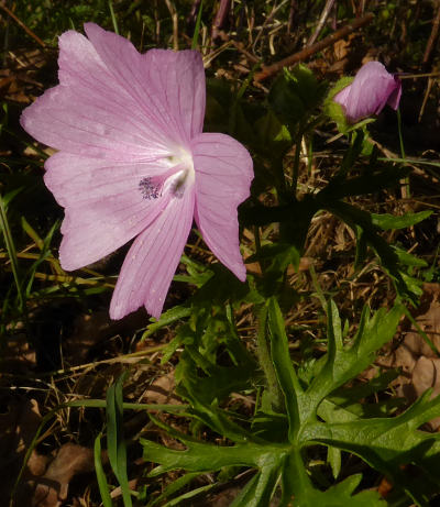 malva moschata