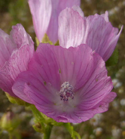 malva moschata