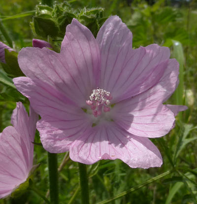 malva moschata