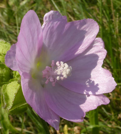 malva moschata