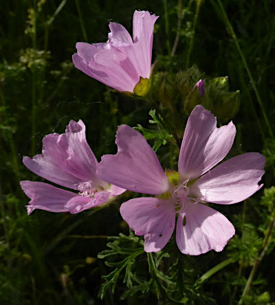 malva moschata