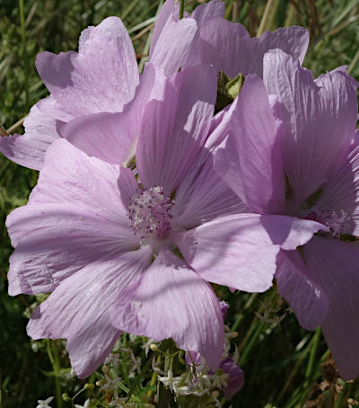 malva moschata