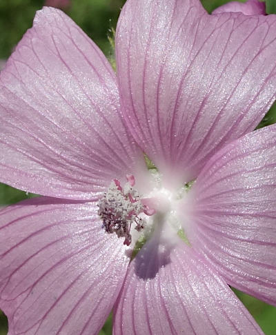 malva moschata