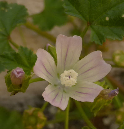 malva neglecta