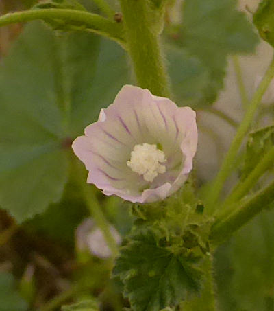 malva neglecta