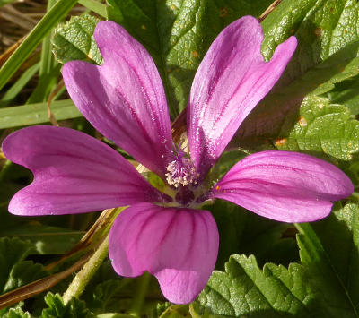 malva sylvestris