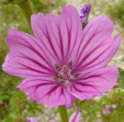 malva sylvestris